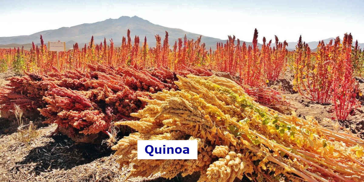 Det här quinoa-fältet har innehåller massor av magnesium